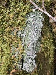 Lachnellula