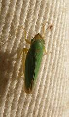 Draeculacephala crassicornis