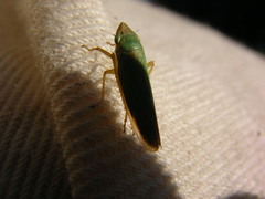 Draeculacephala crassicornis
