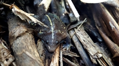 Rhinophrynus dorsalis