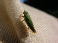 Draeculacephala crassicornis