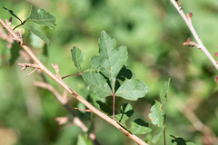 Rhus trilobata