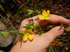 Ludwigia hirtella