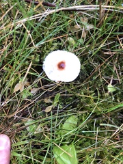Lepiota cristata