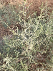 Allenrolfea occidentalis