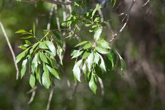 Fraxinus velutina