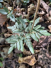 Sceptridium biternatum