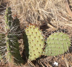 Opuntia phaeacantha