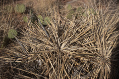 Yucca angustissima