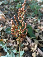 Sceptridium biternatum