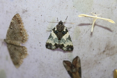 Cerma cerintha
