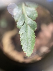 Sceptridium biternatum