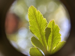 Sceptridium biternatum