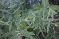 Populus angustifolia