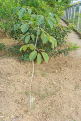 Handroanthus