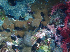 Ophioblennius steindachneri