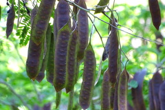 Lysiloma divaricatum