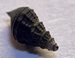 Pleuroceridae