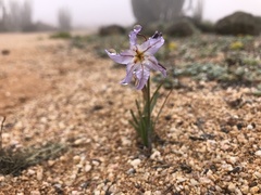 Leucocoryne appendiculata
