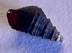 Pleuroceridae