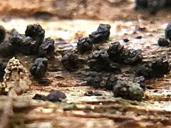 Metatrichia vesparium
