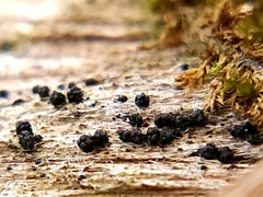 Metatrichia vesparium