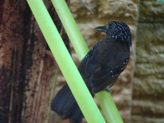 Thamnophilus bridgesi