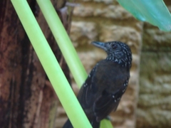 Thamnophilus bridgesi