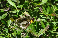 Doxocopa