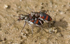 Cicindela sommeri
