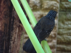 Thamnophilus bridgesi