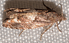Epiblema strenuana