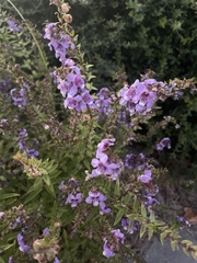 Lantana montevidensis