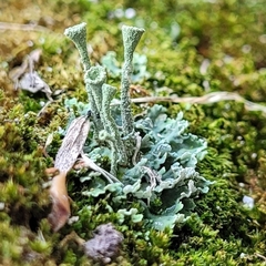 Cladonia fimbriata