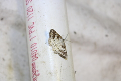 Eufidonia notataria