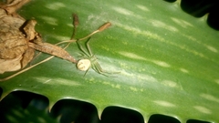 Thomisidae