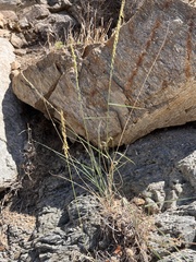 Bouteloua curtipendula