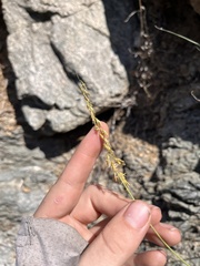 Bouteloua curtipendula