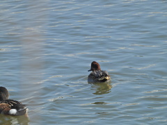 Anas crecca carolinensis