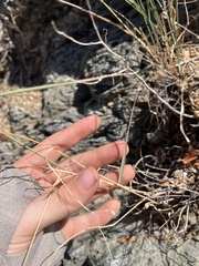 Bouteloua curtipendula