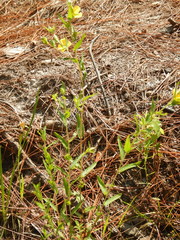 Ludwigia hirtella