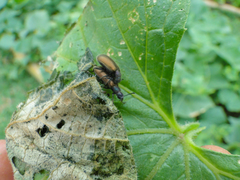 Lagria villosa