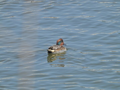 Anas crecca carolinensis