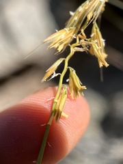 Bouteloua curtipendula