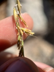Bouteloua curtipendula