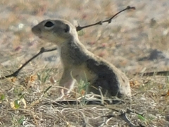 Xerospermophilus spilosoma