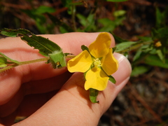 Ludwigia hirtella
