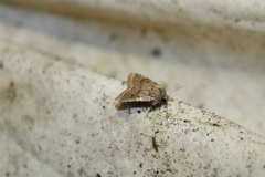 Protorthodes oviduca