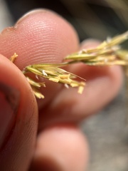 Bouteloua curtipendula