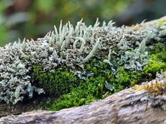 Cladonia coniocraea